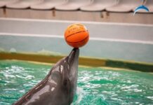 Delfinariul din Constanţa va primi cinci delfini din Malta. Când vor ajunge în România