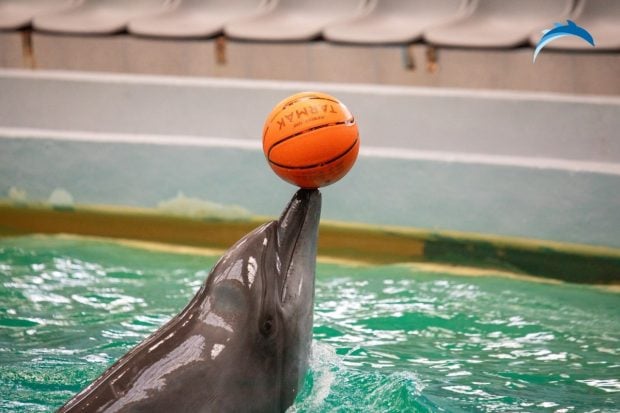 delfinariu-constanta-620x413-1